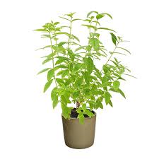 Image result for Lippia