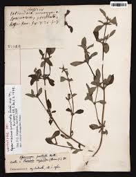 Image result for Spermacoce ocymoides