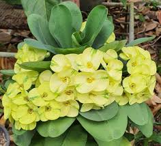 Image result for Euphorbia eylesii