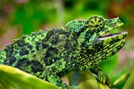 Angry Female Jackson Chameleon Angry How Do U Know That Jackson Chameleon Chameleon Colorful Lizards