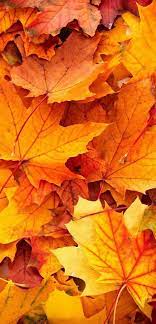 10 Best Wallpapers For Huawei Mate 40 Pro 06 Autumn Leaves In Close Up Hd Wallpapers Wallpapers Download High Resolution Wallpapers Autumn Leaves Wallpaper Fall Pictures Leaves Wallpaper Iphone