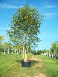 Birch Trees In Florida River Birch Tree Fast Growing Good For Privacy Borders River Birch Trees River Birch Tree