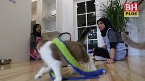 Selleks, et paremini vaadata asukohta pusat jagaan waldorf kelip kelip preschool 萤火虫华德福学坊, pöörake tähelepanu lähedal asuvatele tänavatel: Bina Hotel Kucing Lima Bintang