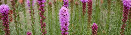 Image result for Xyris fugaciflora