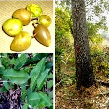 Image result for Mimusops