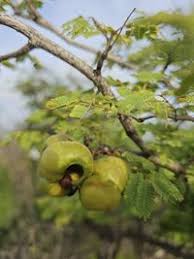 Image result for Libidibia coriaria