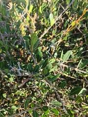 Image result for Ancylobothrys