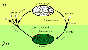 The ability of the plants to reproduce sexually and asexually helps them to adapt to different environments. Life Cycles Of Non Flowering Plants Advanced Read Biology Ck 12 Foundation