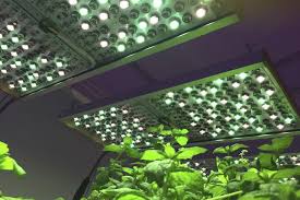 4ft red spectrum led plant grow light. Osram Provides Special Grow Light System For Horticulture Research Led Professional Led Lighting Technology Application Magazine