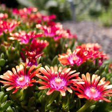 Image result for Delosperma mahonii