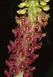 Image result for Malaxis