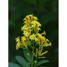 Image result for Cestrum parqui