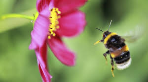 You can often find bee balm used medicinally in herbal teas and salves to help combat digestive issues, soothe cold symptoms, and even prevent biting insects. Bee Friendly Plants For Every Season Friends Of The Earth