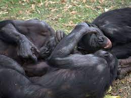 Bonobos Have Lots of Sex, Are Awesome, May Hold Key to Our Past - Pacific  Standard