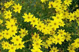 Home garden plants & flowers shrubs and perennial flowers tickseed, coreopsis, calliopsis. Coreopsis Better Homes Gardens