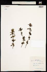 Image result for Dyschoriste multicaulis