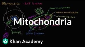 Without a doubt, mitochondria are more than mere cell power plants, as we continue to discover their potential to be used in medicine. Mitochondria Video Khan Academy
