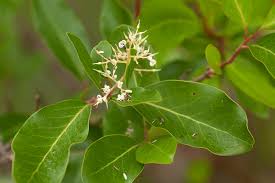 Image result for Apodytes dimidiata