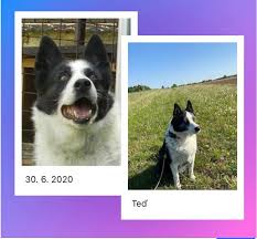 Image result for karelský medvědí pes