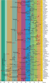 I am also triathlon coach. Frontiers The Making Of Calibration Sausage Exemplified By Recalibrating The Transcriptomic Timetree Of Jawed Vertebrates Genetics