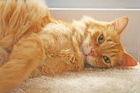 Buster Edb 9 06 Male Orange Tabby Medium Hair Bio Coming Soon Cat Adoption Orange Tabby Tabby