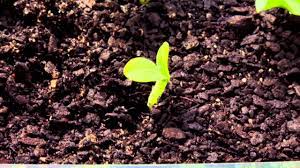 When the roots developed i put it in the soil and decided to make this video to document progress of the plant. Pumpkin Seed Timelapse Youtube