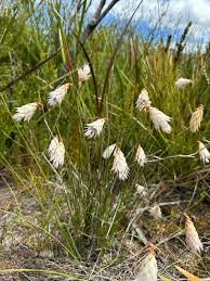 Image result for Eriosema verdickii