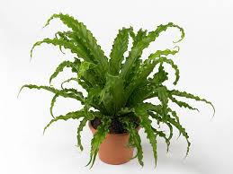 Image result for Asplenium angolense