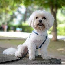 Maltese feel best when with their human companions and tend to have separation anxiety if left alone for too long, which can you can adopt a maltese at a much lower cost than buying one from a breeder. Maltese Puppies For Sale Adoptapet Com