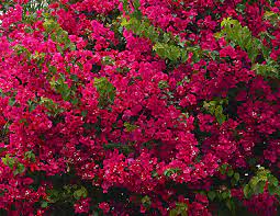 This tropical perennial gained its nickname, paper flower, for its delicate bracts that come in a variety of colors, including purple, red and orange. Bougainvillea Plant Care Growing Tips Horticulture Co Uk