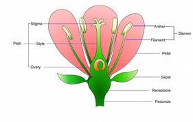 Maybe you would like to learn more about one of these? How To Identify Six Plant Families Using Their Flowers Owlcation