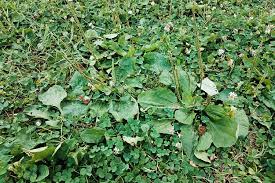 Maybe you would like to learn more about one of these? How To Treat Common Lawn Weeds In Illinois Elite Lawn Care