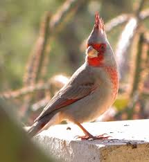 Kardinal Kusu Cardinal Birds Pet Birds Birds