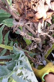 Artischocken Uberwintern Im Garten Und Im Kubel Gruneliebe Garten Artischocken Garten Pflanzen