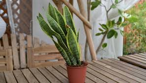 サンスベリア トラノオ の育て方や植え替え方法 増やし方 葉挿し 株分け Lovegreen ラブグリーン
