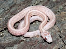 Black And White Corn Snake For Sale Hypo Lavender Corn Snake Corn Snake Baby Garter Snake Snake