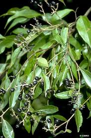 Image result for Cryptocarya transvaalensis