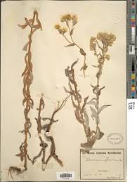 Image result for Psorospermum mechowii