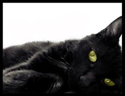 Black Baby Kittens With Green Eyes The Original Black Cat By Tatumtxi On Deviantart Cat With Blue Eyes Black Kitten Black Cat