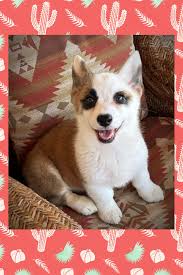 One sister smiles while the other one is serious for the camera 📸  💁‍♀️💖🌵🙃🐾🐶 They are just dolls and are 👀 for their furever 🏡 AKC  registered Pembroke welsh corgis, not at