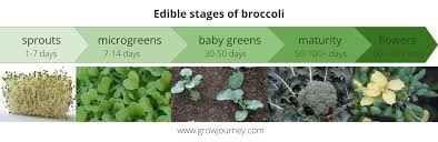 Broccoli is a much larger plant than you'd think so giving it plenty of space is important, 75cm around each plant is essential. How To Grow Microgreens And Use Up Your Extra Seeds Growjourney