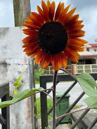 From mapcarta, the free map. Sabah Parks Di Bandar Kota Kinabalu