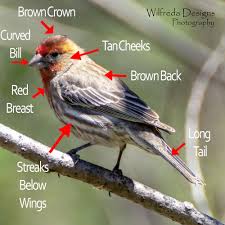 Brown Bird With Red Cheeks Male House Finch Identification List Of Birds Finch Merlin Bird