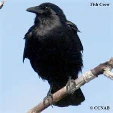 Big Black Birds In Ohio Crows Springfield Ohio Bing Images World Birds Crow Pictures What Is A Bird