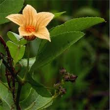 Image result for Coccinia adoensis