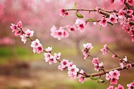 We did not find results for: Almond Blossom Spring Background Beautiful Pink Spring Tender Flowers Blossom Pink Almonds Cherry Flower Close Up Spring Time Flowers Background Pink Sharp And Defocused Flowers Blooming Tree Photograph By Jan Pavlovski