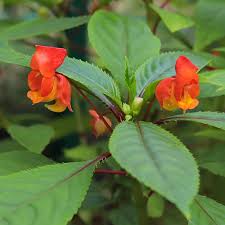 Image result for Impatiens oreocallis