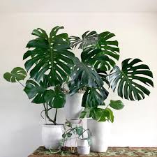1 262 Likes 13 Comments Tropica Loco Tropicaloco On Instagram It Was Time For A New Monstera Family Portr Monstera Planting Flowers Monstera Deliciosa