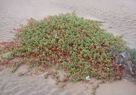 Image result for Sesuvium