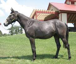 Check spelling or type a new query. Equcab3 0 Horse Genome Reference Assembly Available Online The Horse